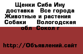 Щенки Сиба Ину доставка - Все города Животные и растения » Собаки   . Вологодская обл.,Сокол г.